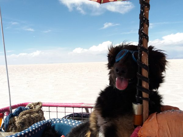 Cicloviaggiatori salvano un cane da un grave incidente: oggi viaggia l'America con loro