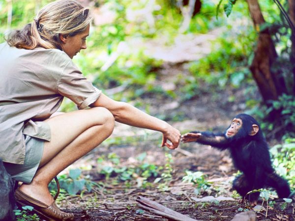 Jane Goodall: la donna che lotta per i diritti degli Scimpanzé
